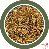 Insekten