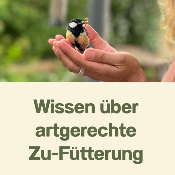 Wissen über artgerchte Zu-Fütterung von Wildvögeln