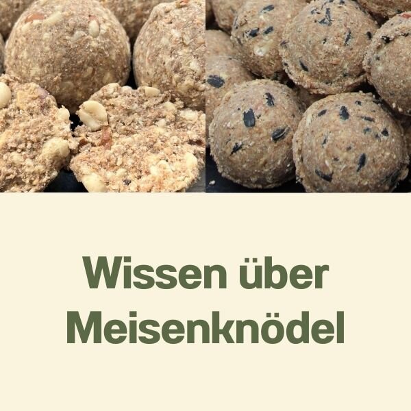 Wissen über Meisenknödel für Widlvögel