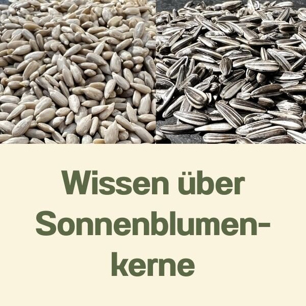 Wissen über Sonnenblumenkerne für Widlvögel