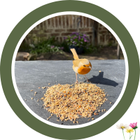 Wildsamenmix für Waldvögel