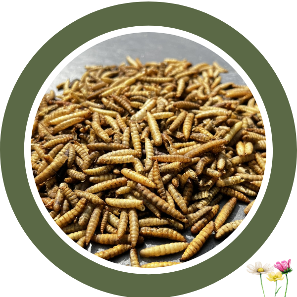 Getrocknete Soldatenlarvenfliegen (BSF) 200 g